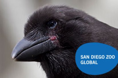 'Alalā Reintroduction Community Inquiry Program